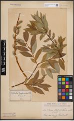 Foto von Salix daphnoides Vill.